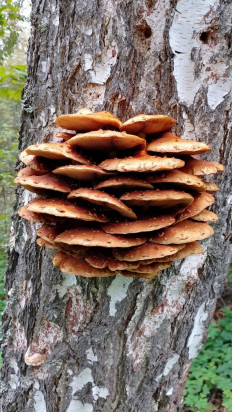 Гриб из город Кумертау