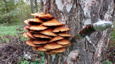 Гриб из город Кумертау