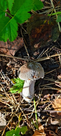 Гриб из Москва