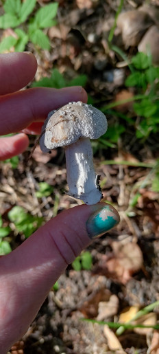 Гриб из Москва