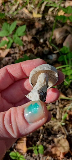 Гриб из Москва