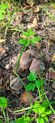 Гриб из Москва