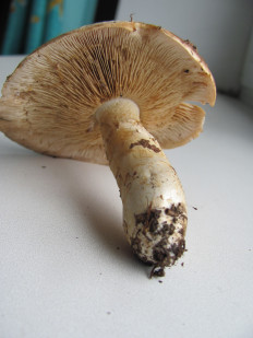 Гриб из г.Лида