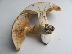 Гриб из г.Лида