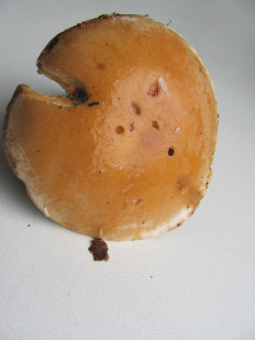 Гриб из г.Лида