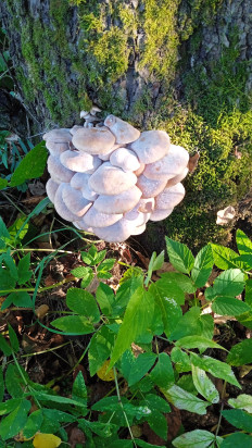 Гриб из сонково