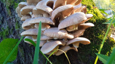 Гриб из сонково