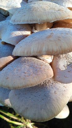 Гриб из сонково