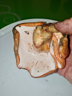 Гипомицес кирпично-красный