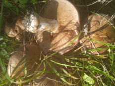 Гриб из Светлогорск