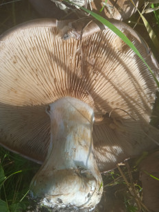 Гриб из Светлогорск