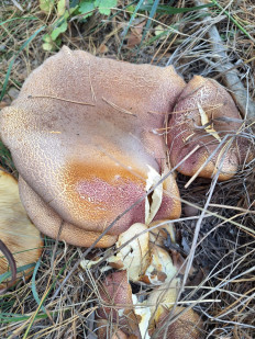 Гриб из г Саратов