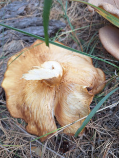 Гриб из г Саратов