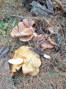 Гриб из г Саратов