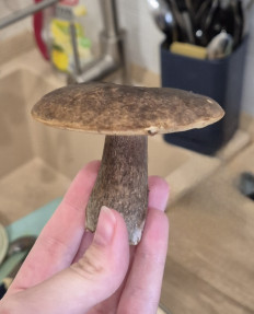 Гриб из Владивосток