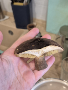 Гриб из Владивосток