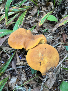 Гриб из Находка