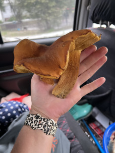 Гриб из Находка