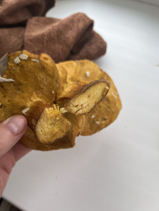 Гриб из Находка