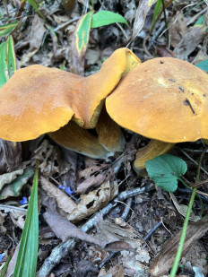 Гриб из Находка