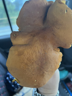 Гриб из Находка