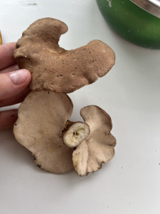 Гриб из Находка