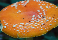 Мухомор красный