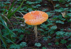 Мухомор красный