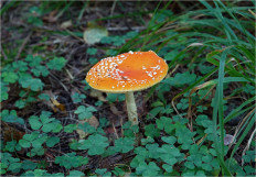 Мухомор красный