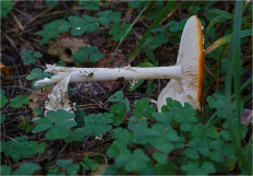 Мухомор красный