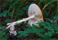 Мухомор красный