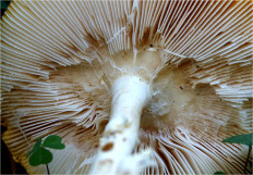 Мухомор красный