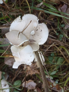 Гриб из Москва