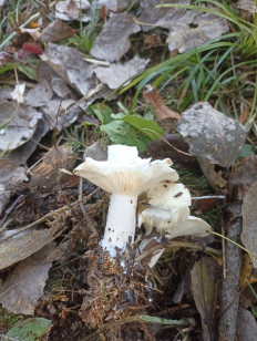 Гриб из Москва