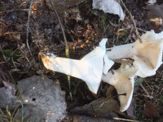 Гриб из Москва