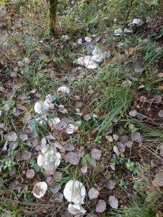 Гриб из Москва