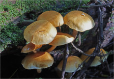 Гриб из Москва