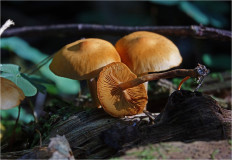 Гриб из Москва