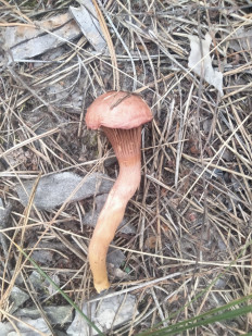 Гриб из Киев