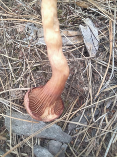 Гриб из Киев