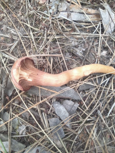 Гриб из Киев