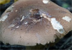 Гриб из Москва