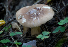 Гриб из Москва