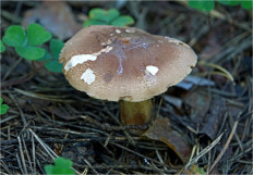 Гриб из Москва