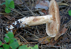 Гриб из Москва