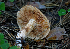 Гриб из Москва