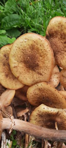 Гриб из Пермь