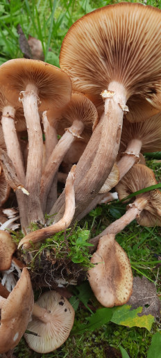 Гриб из Пермь