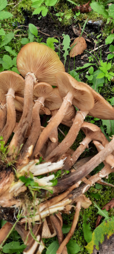 Гриб из Пермь