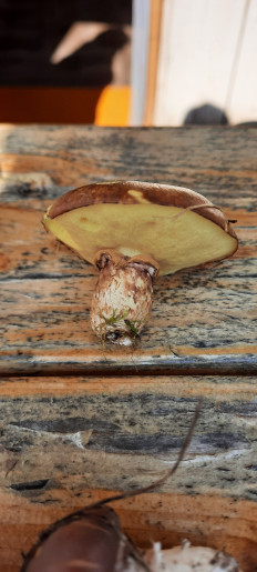 Гриб из Высотин